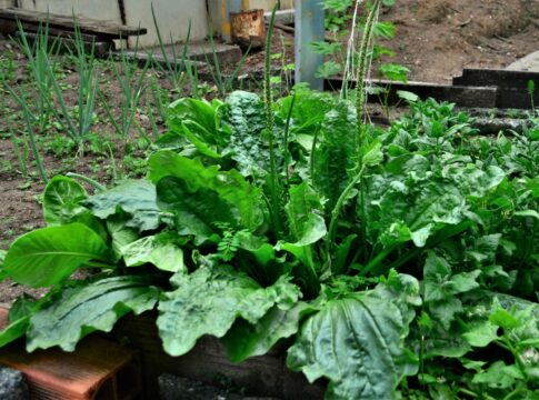 cha-de-tanchagem:-conheca-os-beneficios-da-planta-anti-inflamatoria