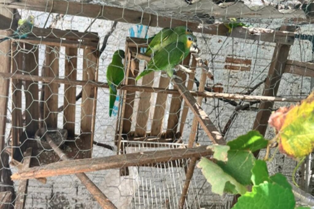 homem-que-dava-maconha-a-papagaio-e-preso-em-mato-grosso.-video