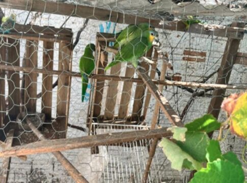 homem-que-dava-maconha-a-papagaio-e-preso-em-mato-grosso.-video
