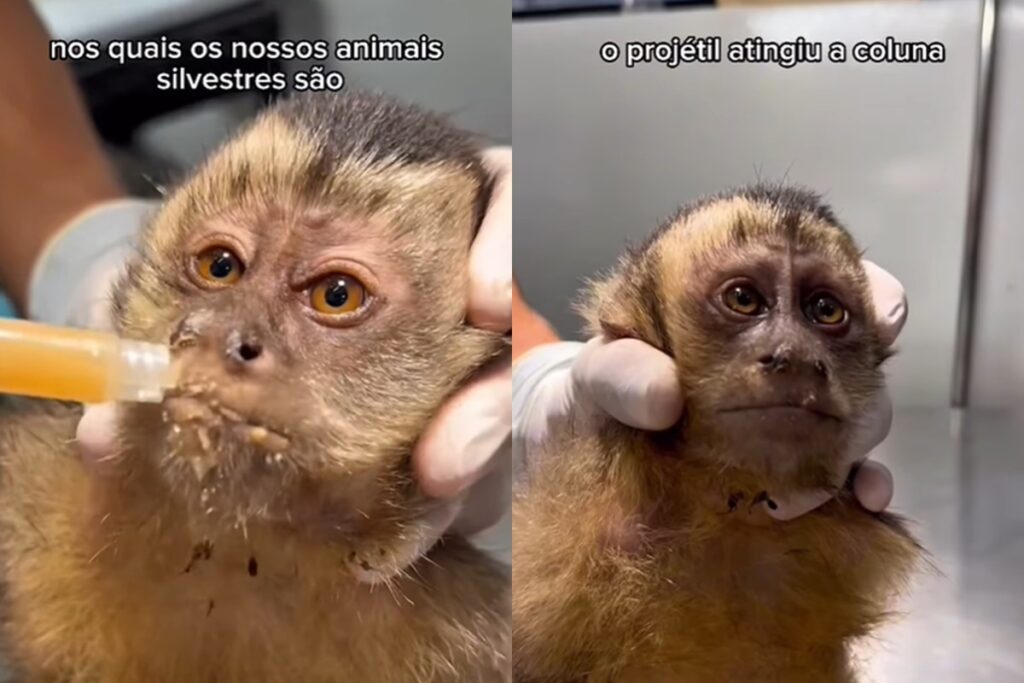 macaquinha-e-baleada-no-rio-de-janeiro-e-perde-movimento-das-pernas