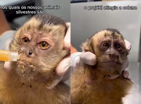macaquinha-e-baleada-no-rio-de-janeiro-e-perde-movimento-das-pernas