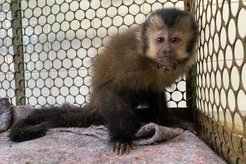 cacados,-dopados-e-vendidos:-a-crueldade-do-trafico-animal-no-brasil