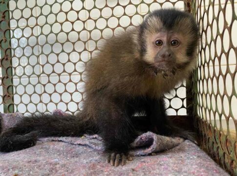 cacados,-dopados-e-vendidos:-a-crueldade-do-trafico-animal-no-brasil