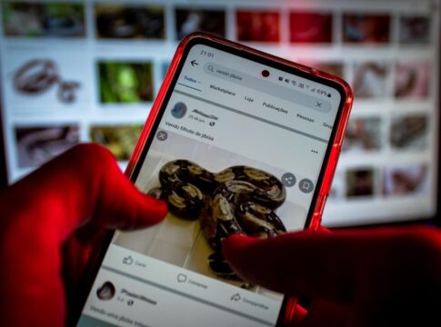 maior-operacao-feita-no-brasil-escancara-crueldade-do-trafico-animal