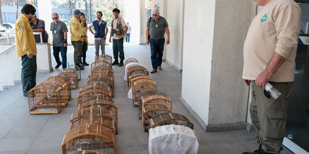 operacao-no-rj-resgata-700-animais-silvestres-e-prende-45-pessoas