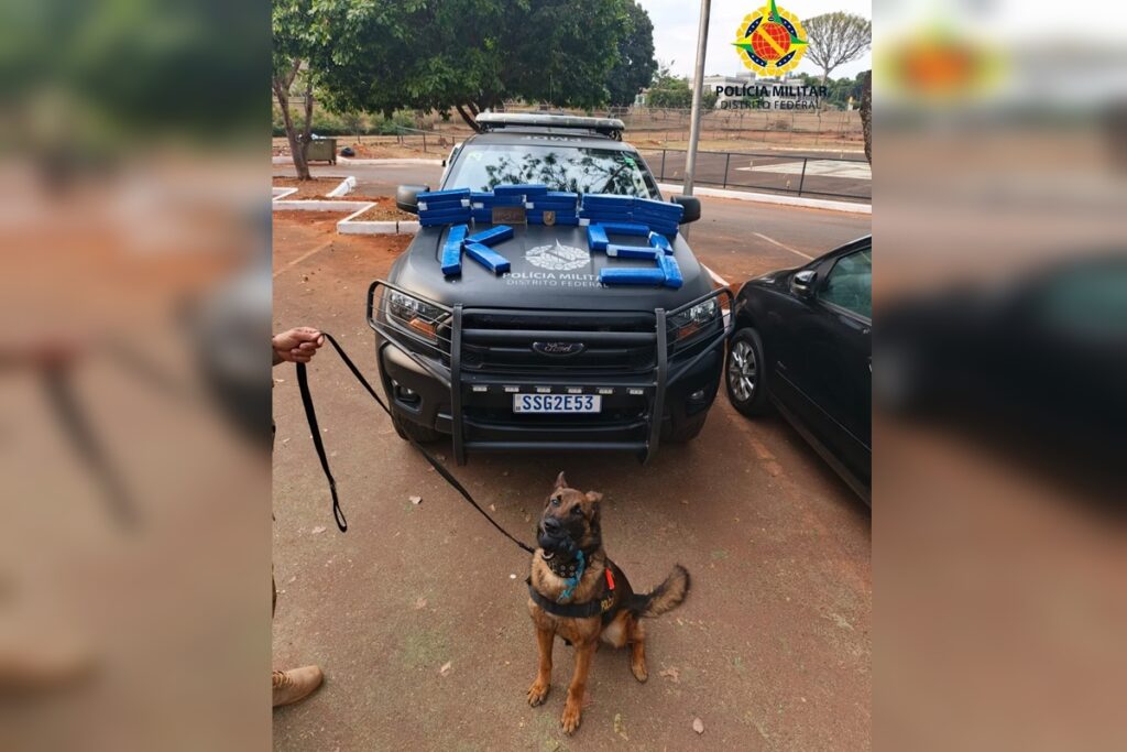 almofada-cheirosa-nao-engana-cadela-e-mulher-e-presa-com-maconha-no-df