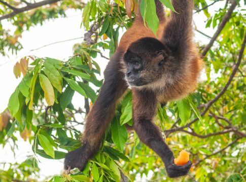 trafico-de-animais:-criminosos-exibem-especies-em-catalogos-on-line