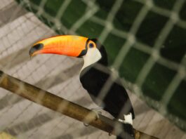 envolvidos-em-trafico-tratavam-animais-em-casa:-“dei-dipirona”