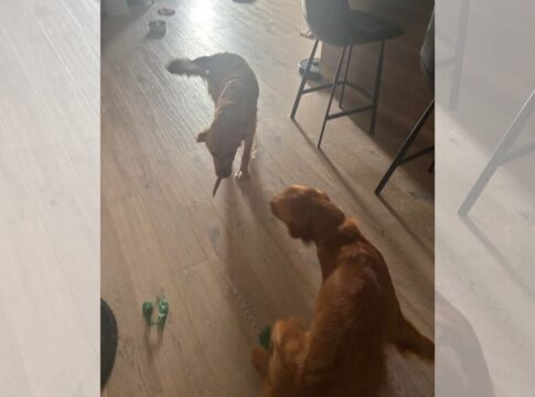 cachorro-recebe-passeador-com-“brinquedo”-inusitado-e-momento-viraliza