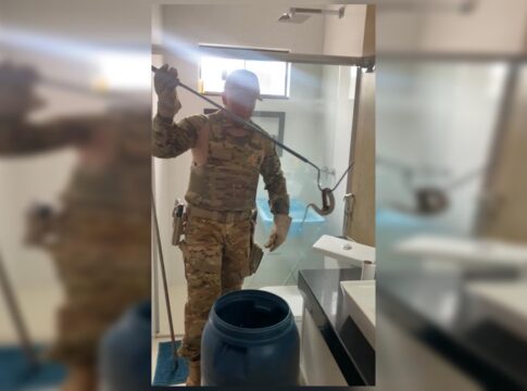 veneno-no-trono:-jararaca-e-encontrada-em-vaso-sanitario-no-df