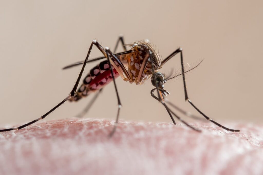 novas-estrategias-ampliam-combate-a-dengue,-leishmaniose-e-chagas
