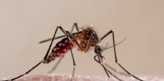 novas-estrategias-ampliam-combate-a-dengue,-leishmaniose-e-chagas