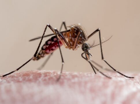 novas-estrategias-ampliam-combate-a-dengue,-leishmaniose-e-chagas