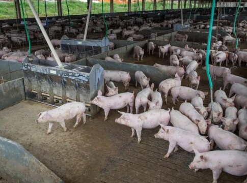producao-de-carne-suina-e-de-frango-tera-volume-recorde-em-2026