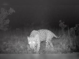 onca-pintada-brasileira-bate-recorde-de-nado-mais-longo-da-especie