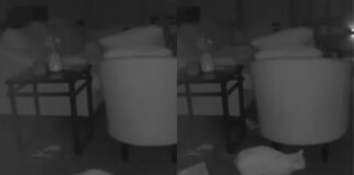 tutora-e-surpreendida-com-atitude-de-gato-ao-olhar-camera-de-seguranca