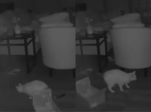 tutora-e-surpreendida-com-atitude-de-gato-ao-olhar-camera-de-seguranca