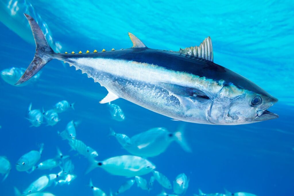 homem-pesca-atum-gigante-de-280-kg-e-vende-por-r$-16-mil