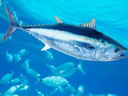 homem-pesca-atum-gigante-de-280-kg-e-vende-por-r$-16-mil