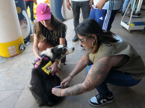 caes-e-gatos:-nove-regioes-do-df-oferecem-vacinacao-contra-raiva