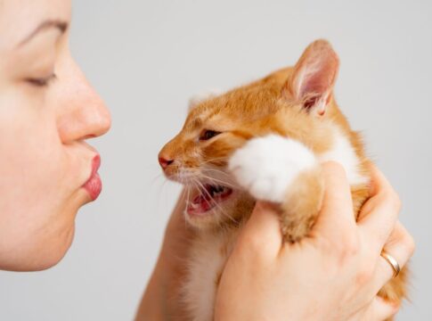 gatos-sentem-a-energia-das-pessoas?-especialista-responde