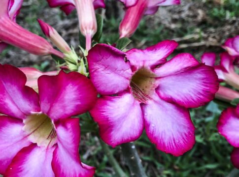 hoje-e-dia:-inicio-da-primavera-e-datas-ligadas-a-saude-sao-destaques