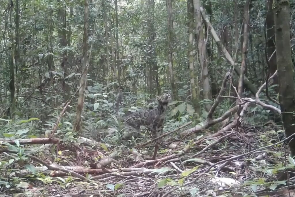 especie-rara-de-felino-e-flagrada-em-camera-por-cientistas;-veja