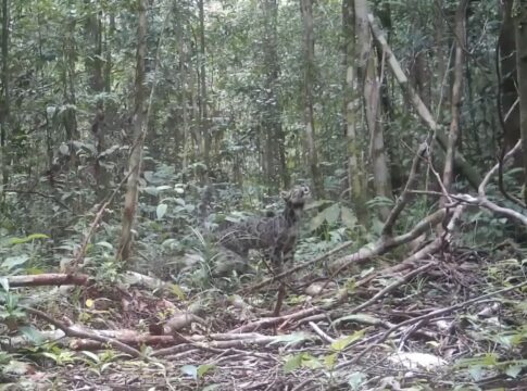 especie-rara-de-felino-e-flagrada-em-camera-por-cientistas;-veja
