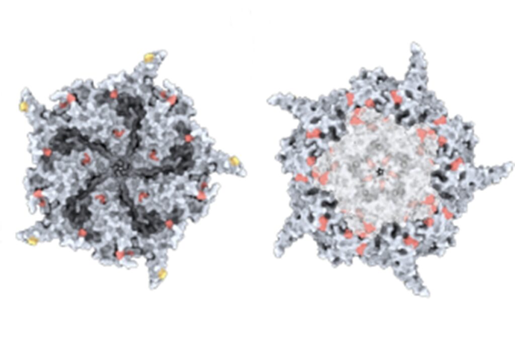 ia-projeta-dna-de-virus-e-divide-cientistas-sobre-poder-criar-vida