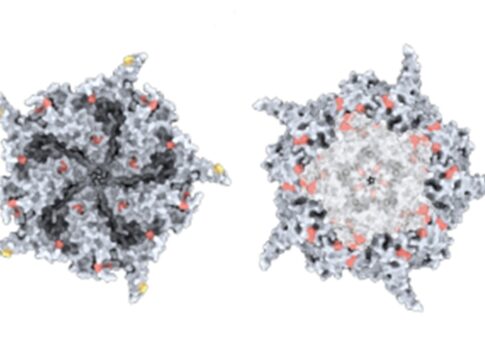 ia-projeta-dna-de-virus-e-divide-cientistas-sobre-poder-criar-vida