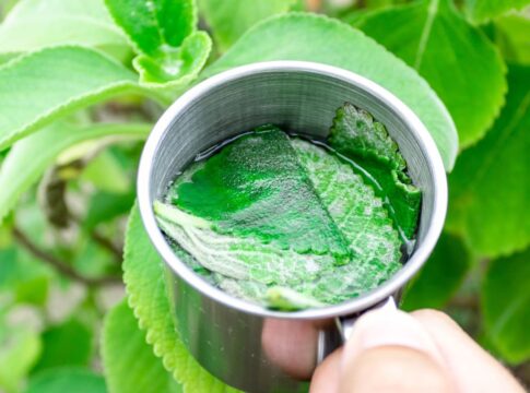 cha-anti-inflamatorio-popular-aumenta-a-imunidade-e-fortalece-o-figado