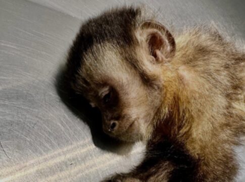 morre-macaquinha-que-ficou-paraplegica-apos-ser-baleada-no-rj