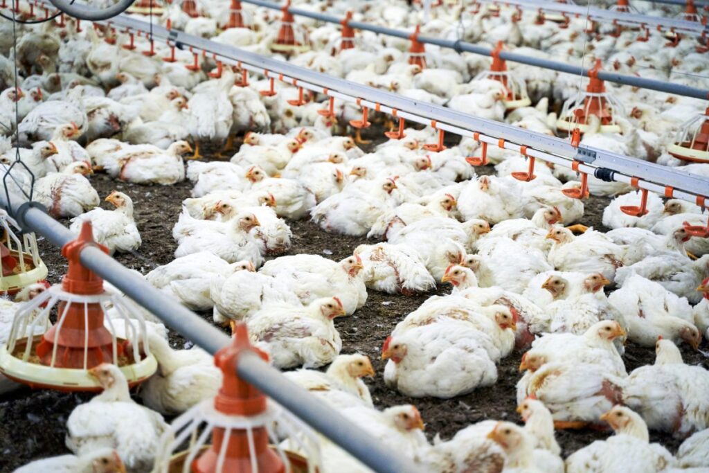 uniao-europeia-volta-a-comprar-carne-de-frango-e-de-peru-do-brasil