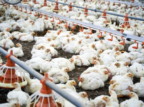 uniao-europeia-volta-a-comprar-carne-de-frango-e-de-peru-do-brasil