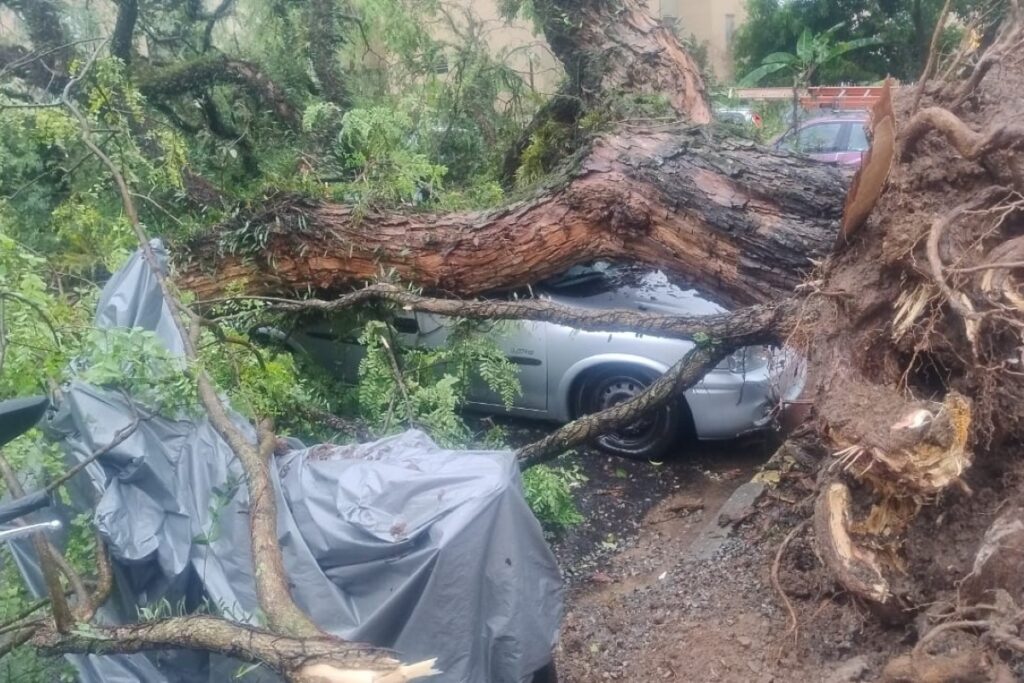temporal-e-fortes-ventos-derrubam-mais-de-600-arvores-em-sao-paulo