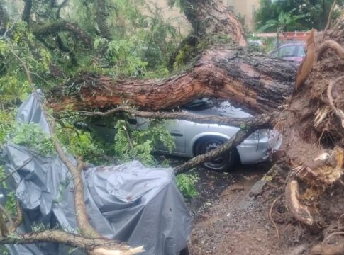 temporal-e-fortes-ventos-derrubam-mais-de-600-arvores-em-sao-paulo