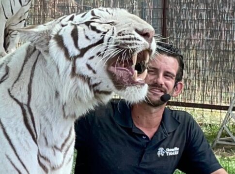cuidador-morre-apos-ser-atacado-por-tigre-durante-apresentacao