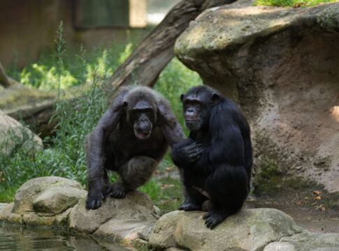 chimpanzes-bebem-o-equivalente-a-uma-cerveja-por-dia,-aponta-estudo