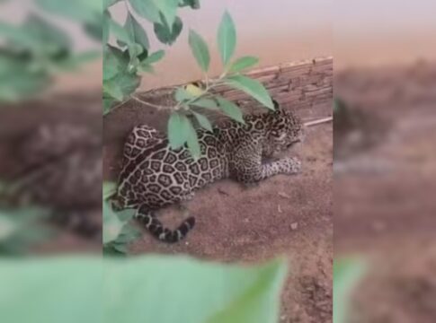 homem-atacado-por-onca-que-quase-invadiu-creche:-“fui-brigar-com-ela”