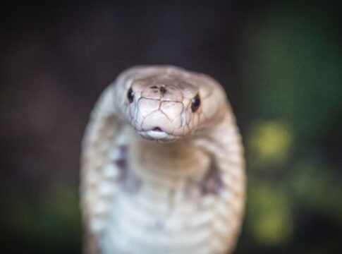 relembre-o-caso-naja-que-envolveu-pm-recem-aposentado-com-r$-648-mil