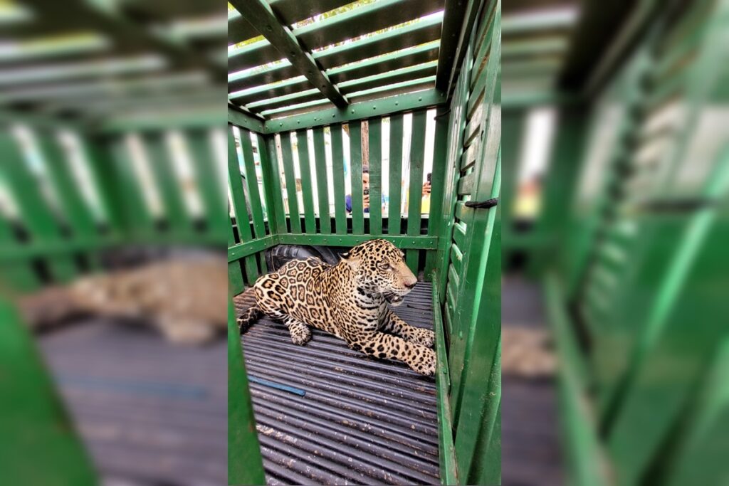video-mostra-onca-que-atacou-homem-pulando-muro-e-entrando-em-casa