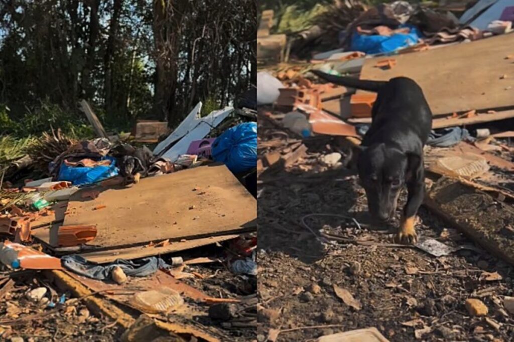 cadela-abandonada-chora-de-emocao-ao-ser-resgatada-em-lixao