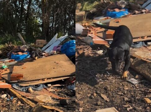 cadela-abandonada-chora-de-emocao-ao-ser-resgatada-em-lixao