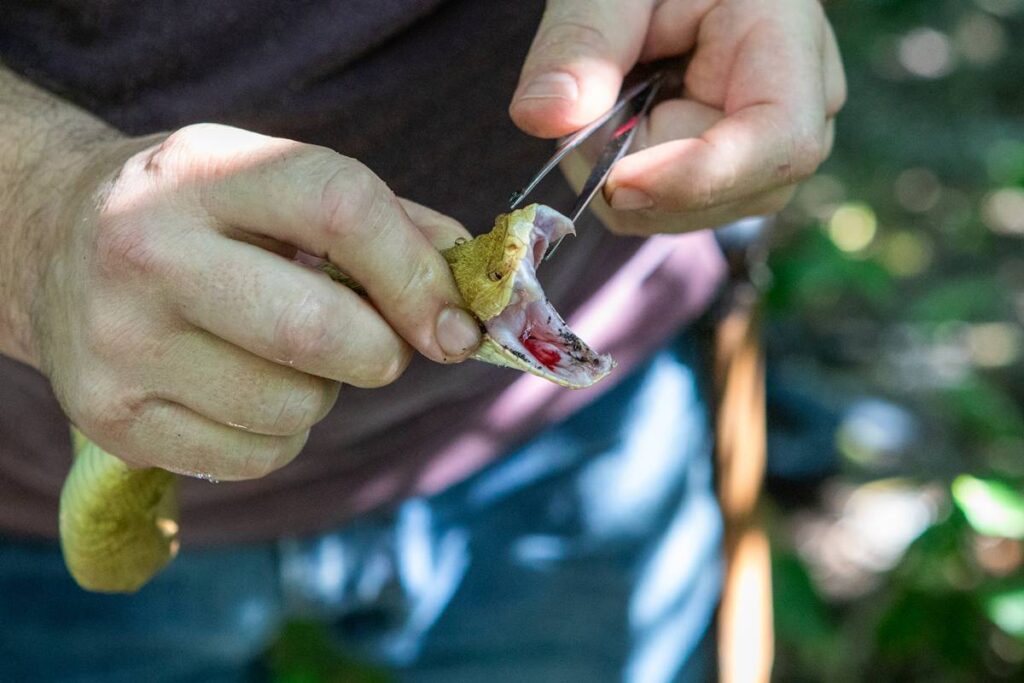 cascavel-e-jararaca:-ataques-de-cobras-aumentam-41%-no-df-em-2025