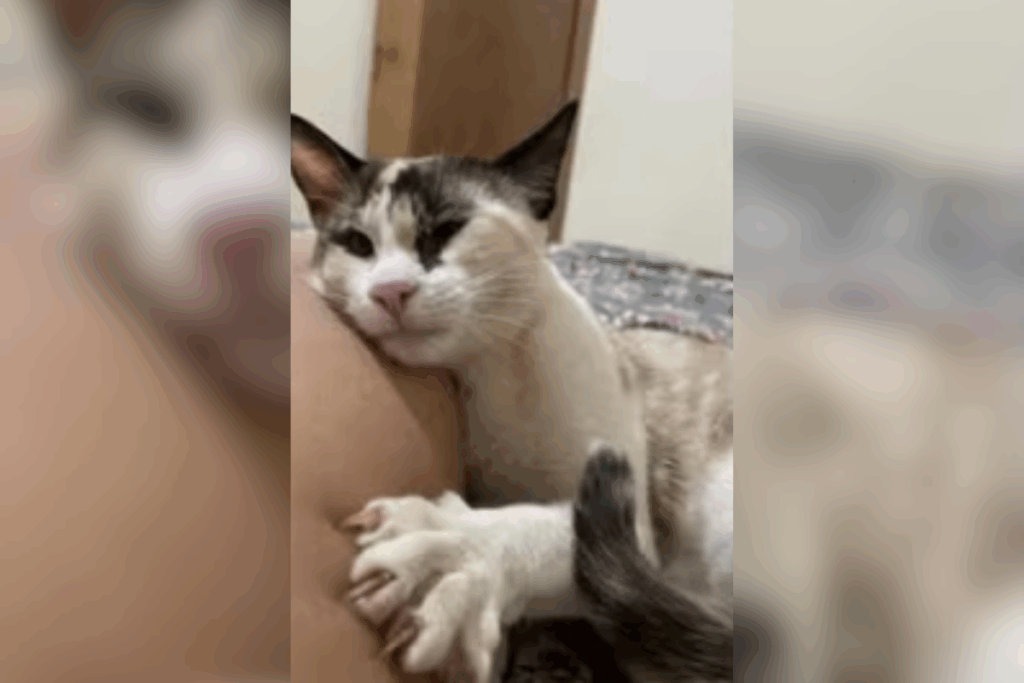 cidade-do-interior-registra-8°-morte-de-gato-apos-castracao-gratuita