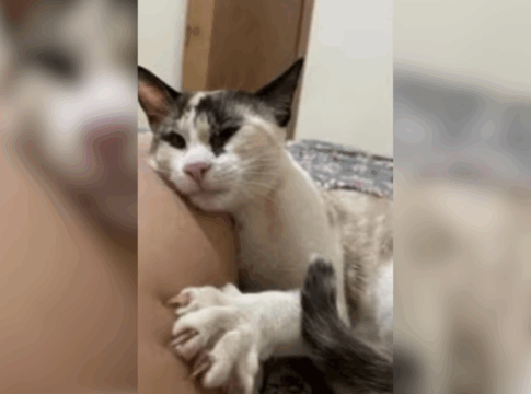 cidade-do-interior-registra-8°-morte-de-gato-apos-castracao-gratuita