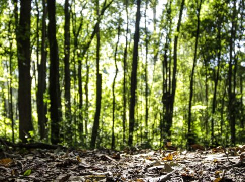 producao-florestal-do-pais-cresce-16,7%-e-chega-a-r$-44,3-bi-em-2024