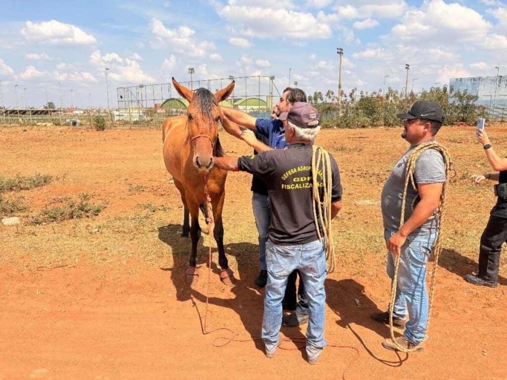 de-volta-pra-casa:-operacao-recupera-cinco-cavalos-e-um-burro-roubados