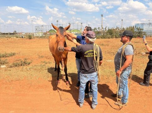 de-volta-pra-casa:-operacao-recupera-cinco-cavalos-e-um-burro-roubados