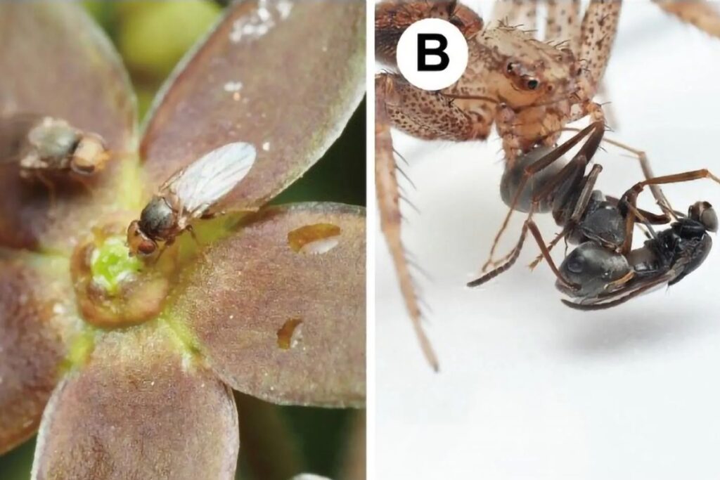 flor-imita-cheiro-de-formiga-morta-para-atrair-moscas-polinizadoras